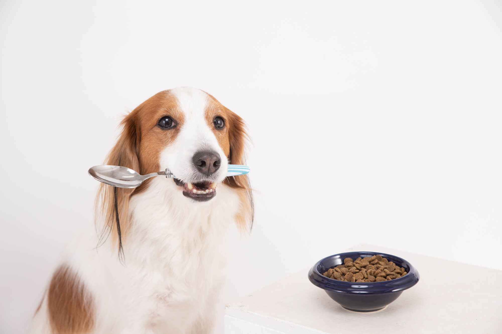 キアオラのドッグフードの特徴